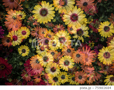 グリーン 花 背景 75981684