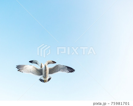 カモメ 鳥 空 75981701