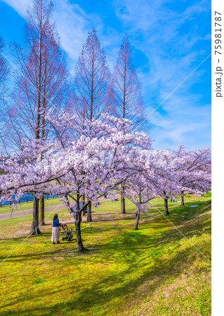 打上川治水緑地の桜 75981787