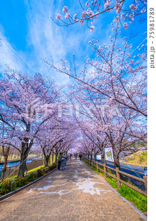 打上川治水緑地の桜 75981789