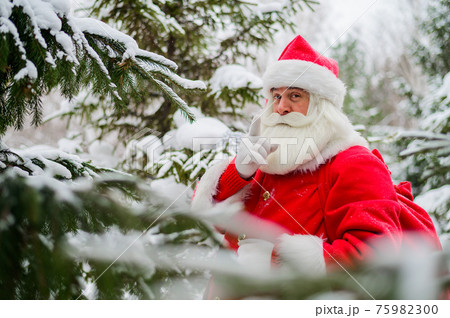 Surprised Santa Claus walks through a snowy coniferous forest at the North Pole in Lapland. Merry Christmas. Postcard. Surprised Santa Claus walks through a snowy coniferous forest at the North Pole in Lapland. Merry Christmas. Postcard. 75982300