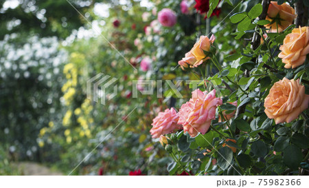 色とりどりの薔薇の壁 バラの小径 平成の森公園 埼玉県比企郡川島町 の写真素材