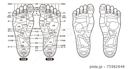足つぼ名称図解のイラスト素材