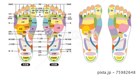 足つぼ名称図解のイラスト素材