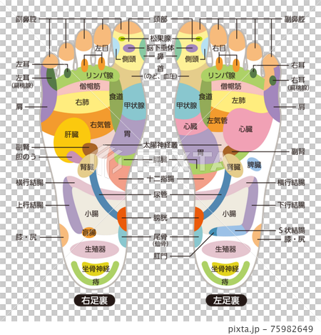 足つぼ名称図解 75982649