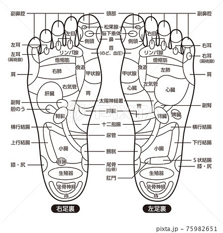 足つぼ名称図解のイラスト素材 [75982651] - PIXTA