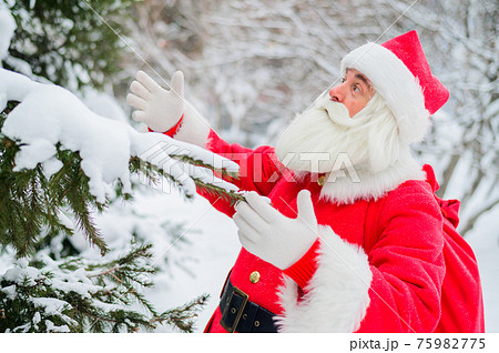 Surprised Santa Claus walks through a snowy coniferous forest at the North Pole in Lapland. Merry Christmas. Postcard. Surprised Santa Claus walks through a snowy coniferous forest at the North Pole in Lapland. Merry Christmas. Postcard. 75982775