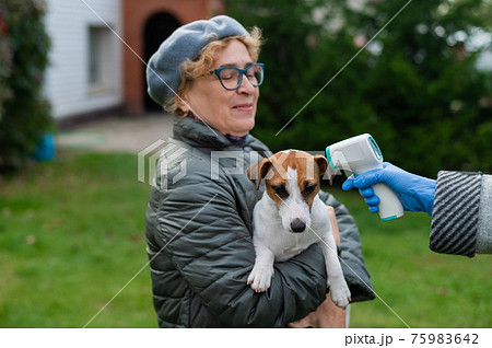 The veterinarian measures the temperature of the dog with a non-contact infrared thermometer outdoors 75983642
