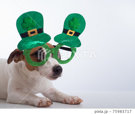 Portrait of a dog jack russell terrier in funny glasses on a white background. Saint patricks day holiday concept Portrait of a dog jack russell terrier in funny glasses on a white background. Saint patricks day holiday concept 75983717