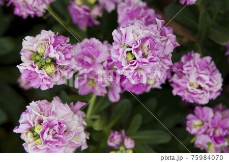ピンク色のストックの花が咲いています。学名はMatthiola incanaです。 ピンク色のストックの花が咲いています。学名はMatthiola incanaです。 75984070