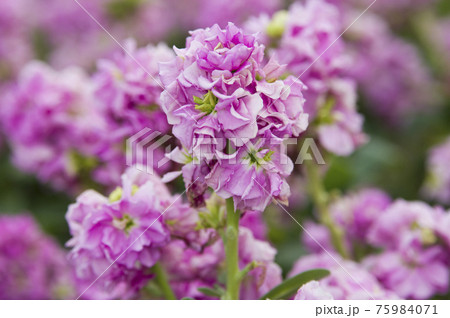 ピンク色のストックの花が咲いています。学名はMatthiola incanaです。 75984071