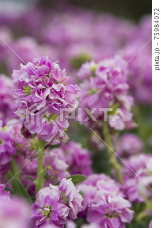 ピンク色のストックの花が咲いています。学名はMatthiola incanaです。 ピンク色のストックの花が咲いています。学名はMatthiola incanaです。 75984072