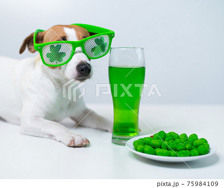 Dog with a mug of green beer and glazed nuts in funny glasses on a white background. Jack russell terrier celebrates st patrick's day Dog with a mug of green beer and glazed nuts in funny glasses on a white background. Jack russell terrier celebrates st patrick's day 75984109