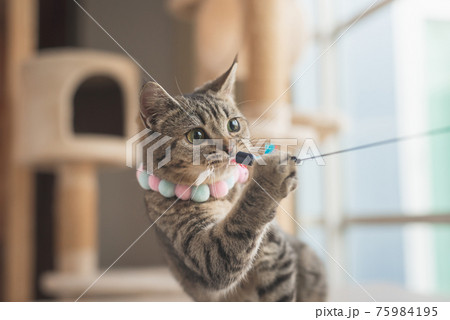 cat playing a cat feather toy cat playing a cat feather toy 75984195