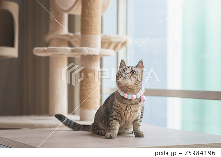Cute cat looking while sitting up on wooden table 75984196
