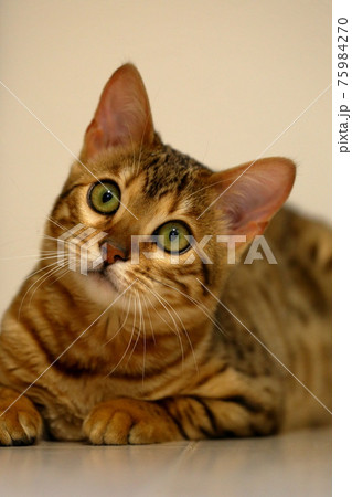 ヒョウ柄がとても綺麗なまだあどけない顔のベンガル 75984270