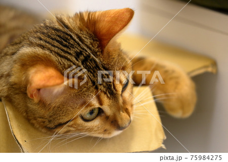 ヒョウ柄がとても綺麗なまだあどけない顔のベンガル 75984275