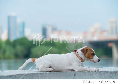 Frightened puppy lies on the parapet. Scared dog Jack Russell Terrier on the river bank against the backdrop of the city. 75984319