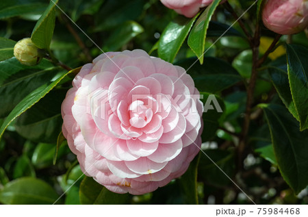 ピンクのカメリア（乙女椿） 75984468
