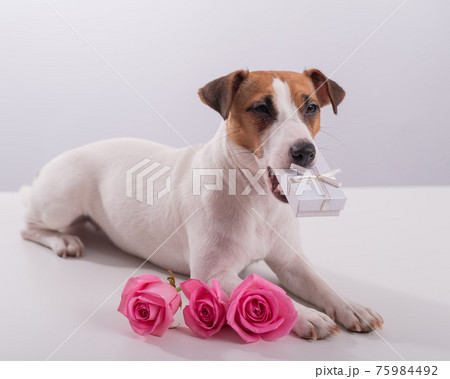 Dog holding a gift in his mouth on a white background. Jack russell terrier gives flowers to his beloved for a holiday 75984492