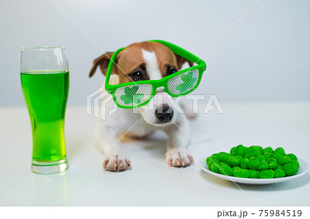 Dog with a mug of green beer and glazed nuts in funny glasses on a white background. Jack russell terrier celebrates st patrick's day Dog with a mug of green beer and glazed nuts in funny glasses on a white background. Jack russell terrier celebrates st patrick's day 75984519
