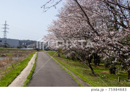 北部公園の桜 北部公園の桜 75984683