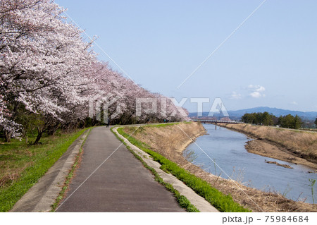 北部公園の桜 北部公園の桜 75984684