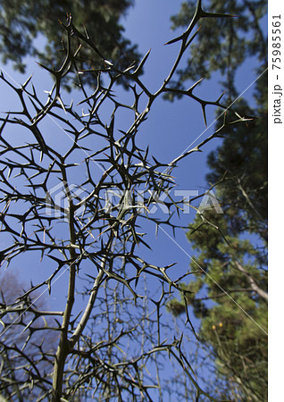 このトゲトゲの木はカラタチの木です 学名はponcirus Trifoliataです の写真素材