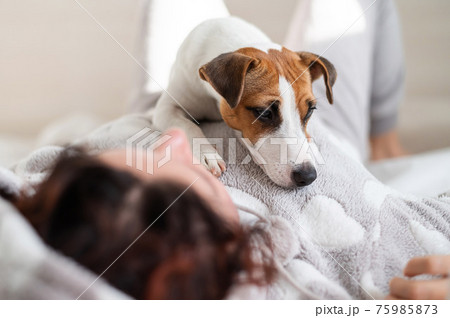 Dog jack russell terrier lies in bed with the owner. A woman hugs her pet 75985873