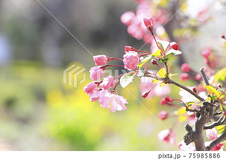 満開の花海棠 はなかいどう 菜の花の背景 の写真素材