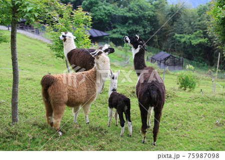 Alpaca family Alpaca family 75987098
