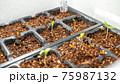 セルトレイの育苗　発芽 75987132