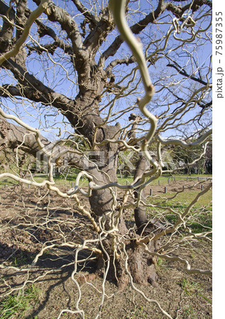 このぐにゃぐにゃの木はウンリュウグワの木です。学名はMorus latifolia f. spira このぐにゃぐにゃの木はウンリュウグワの木です。学名はMorus latifolia f. spira 75987355