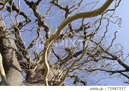 このぐにゃぐにゃの木はウンリュウグワの木です。学名はMorus latifolia f. spira 75987357