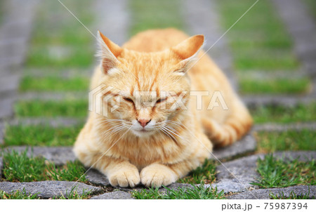 sleeping cat napping on the outdoor garden sleeping cat napping on the outdoor garden 75987394
