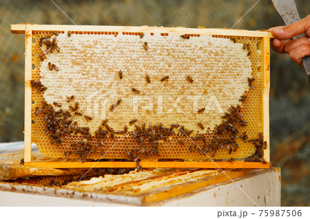 collect honey: honeycomb close-up. Beekeeping works: bees, honeycombs, honey 75987506