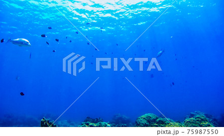 沖縄　阿嘉島のニシハマビーチ　水中写真 75987550