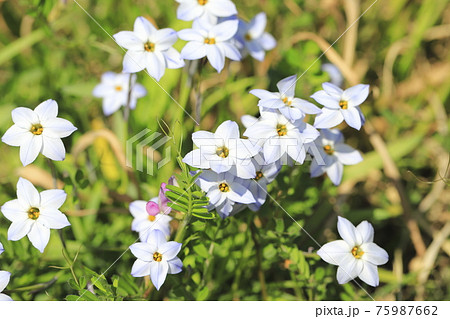 花韮（ハナニラ）or 西洋甘菜 75987662