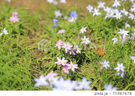 花韮(ハナニラ)or 西洋甘菜  花韮(ハナニラ)or 西洋甘菜  75987678