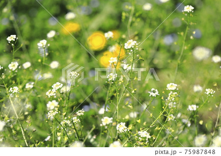 薺(なずな) 春の七草 薺(なずな) 春の七草 75987848