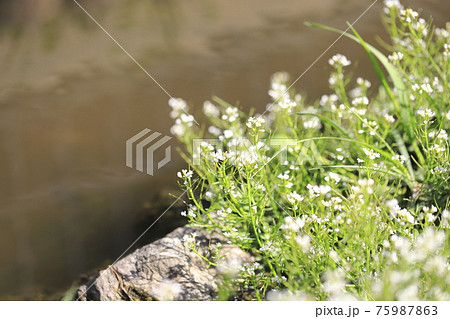 水辺の薺 なずな 春の七草の写真素材