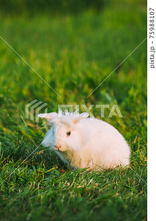 Blue Eyes Lop-Eared Dwarf Snow-White Mixed Breed Rabbit Bunny Sitting In Green Grass, Copyspace 75988107