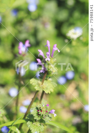 仏の材(ホトケノザ) or 三界草(サンガイグサ) 仏の材(ホトケノザ) or 三界草(サンガイグサ) 75988141