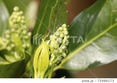 アオキの蕾 75988173