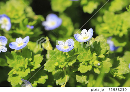 春の野草 オオイヌノフブリ 春の野草 オオイヌノフブリ 75988250
