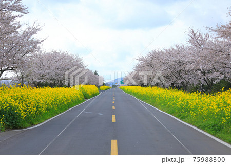 道路 桜 春 75988300