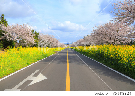 道路 桜 春 75988324