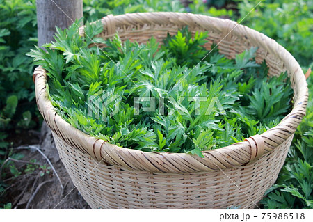 摘み草 よもぎ 摘み草 よもぎ 75988518