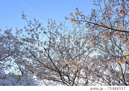 夕方の桜 夕方の桜 75988557