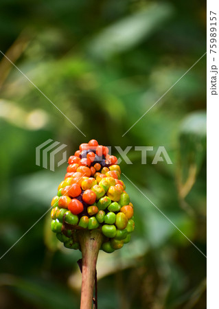 秋のマムシグサの実の写真素材